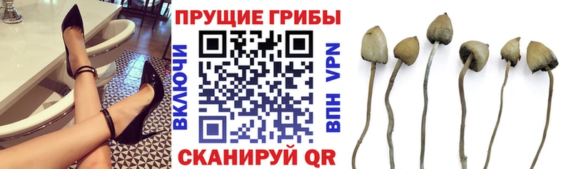 Галлюциногенные грибы Cubensis  Купить закладки  Новомичуринск 